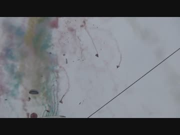 2014/10/12　椋神社例大祭　龍勢祭