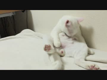 【宇宙猫】保護猫、グルーミングからの怒りの勃起を披露する