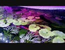 ウチの60cm水槽