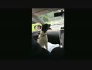 愛犬をスローモーションで撮ってみた