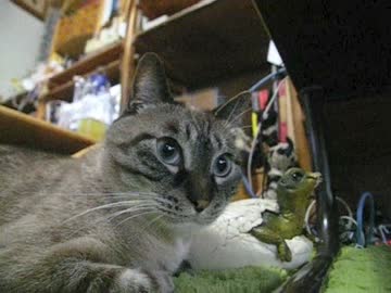 ジャンくんの家猫生活２年10ヶ月で1mの浮揚