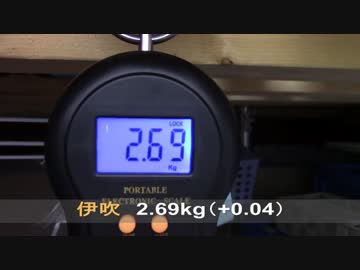 【生後177日】きょうの仔猫【蒼民家の猫々】