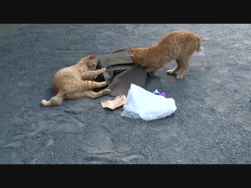 【公園猫戦争】茶トラ猫兄弟、暴徒と化して人のカバンを漁る