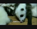 PANDAPIA NEWS 2014年9月10日、毛毛の双子妹の目が開きました！