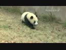 PANDAPIA NEWS 帰って来た和興