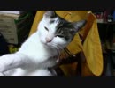 【生後178日】きょうの仔猫【蒼民家の猫々】