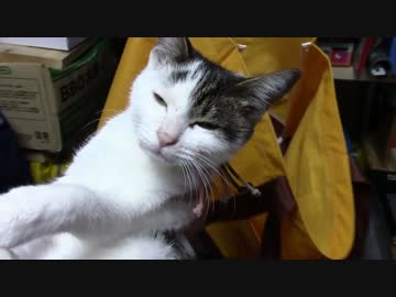 【生後178日】きょうの仔猫【蒼民家の猫々】