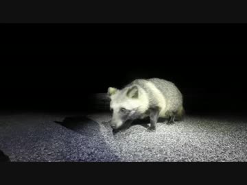 30すぎたおっさんのZX10Rどうがにっき　Part.37