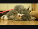 【ぽん助】005_もふもふおもちゃ【マンチカン】