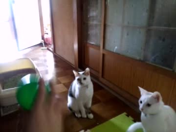 ボールにはあんまり興味が無いねこ様