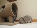 ねこのしっぽが気になるウサギ