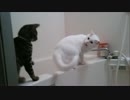 おっちゃんのしっぽは猫じゃらしちゃうー言うとるやろ小僧(♯｀・ω・´)