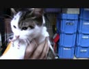 【生後179日】きょうの仔猫【蒼民家の猫々】