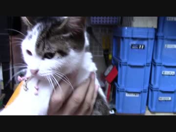 【生後179日】きょうの仔猫【蒼民家の猫々】