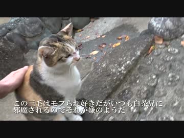荒くれ公園猫一家、猫カースト底辺猫をあっさりと締めだす
