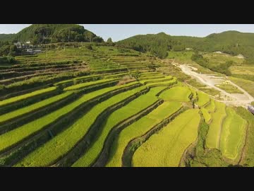 秋の棚田を飛んでみた【ラジコン空撮】