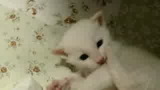 子猫  ３日目