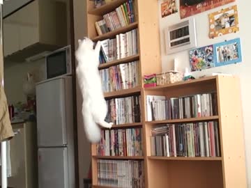 ブッククライミング猫