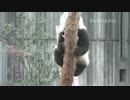 20140106 月亮産室 和盛は木を降りる。