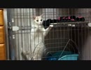 【なびおれ】うにゃうにゃ言うおっさん【サム】