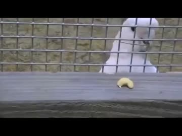 道具を使ってナッツを取るオウム