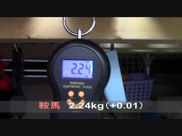 【生後180日】きょうの仔猫【蒼民家の猫々】