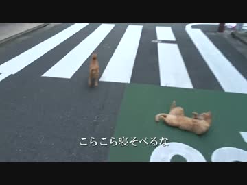 【公園猫戦争】茶トラ3兄弟、早朝の路上を闊歩する