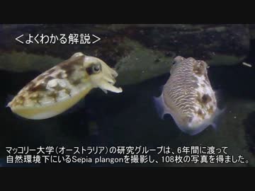 ゆっくり動物雑学「体の半分をメスの模様にして…」