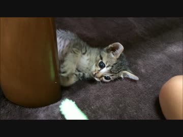 ぼんちゃんの成長過程、遊び編。