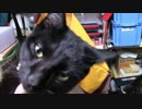 【生後181日】きょうの仔猫【蒼民家の猫々】