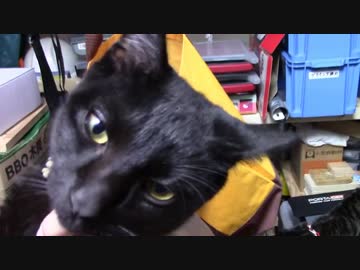 【生後181日】きょうの仔猫【蒼民家の猫々】