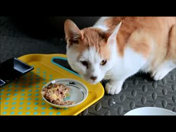 ちゃとらとはちわれ2014　秋　保護した茶白君