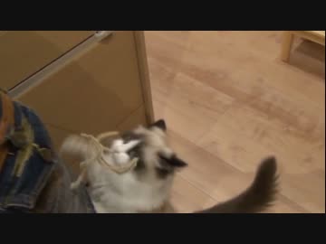 ラグドールのレオ　Vol.45 猫グッズに興奮する猫