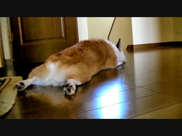 愛犬とビートでドライブ2　出発準備編