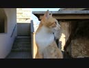 沖縄ふれあいネコ歩き　19話　EOSMOVIE　Canon 6D × SIGMA Art 35mm F1.4
