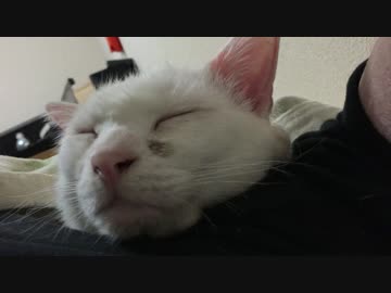 【宇宙猫】保護猫、甘ったれな添い寝をする