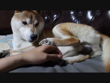 【柴犬たま】のんびりしてるのにちょっかいをだされる【やめて】