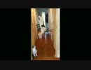 ねこ大ジャンプ → クラッシュ