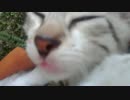 沖縄ふれあいネコ歩き 21話　子猫さんのお昼寝