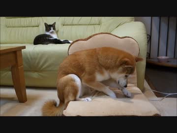 柴犬いちごの激しいトースト堀り　