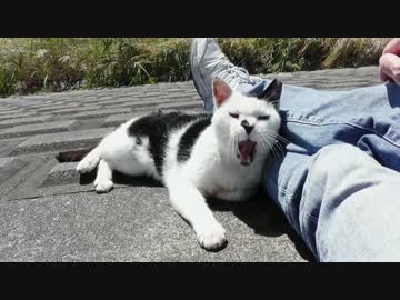 嵐が過ぎて河原に平穏が訪れた。【魚くれくれ野良猫】