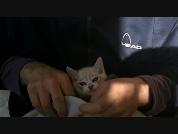 実家の車庫で保護した子猫 爪を切りました