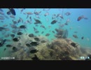 水中カメラ沈めてみた72　由良海釣り公園 2014秋