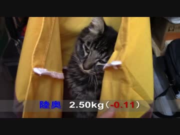 【生後182日】きょうの仔猫【蒼民家の猫々】
