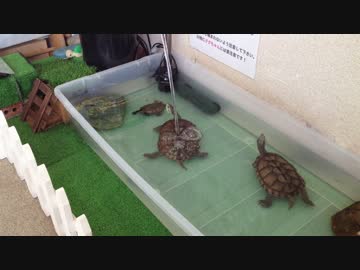 鍼灸院の亀
