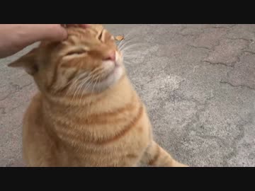 【鬼畜】猫たちの耳を折ってみた