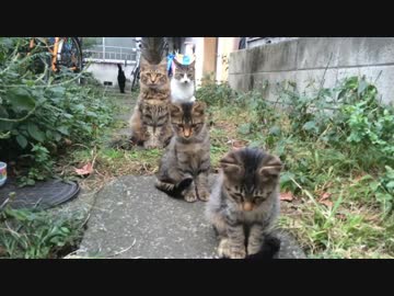 【猫時空】猫密集地の子猫をモフってみた
