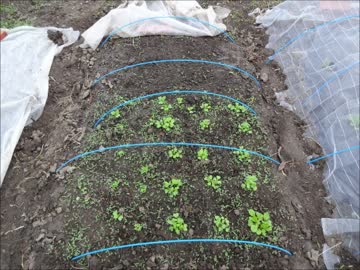 市民農園を借りて野菜を作ってみる【７週目】