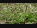 【オリジナル】 おおばこ 【ＢＧＭ】