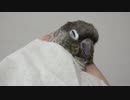 ウロコインコ：ハル【おやすみインコ Part2～4Kダウンコンバート版～】